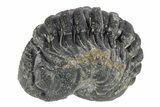 Long Enrolled Morocops Trilobite - Morocco #252777-1